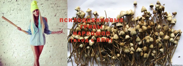 молекула духа Новозыбков